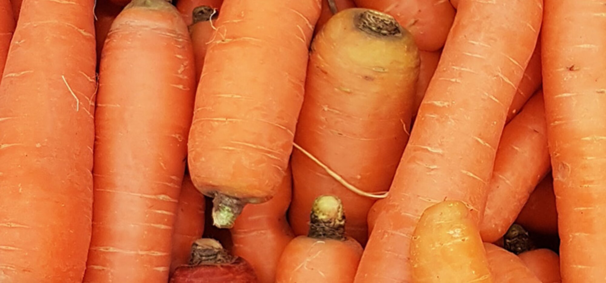 Gemüse-Lexikon: Karotten